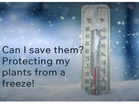 Can I save them? 
Protecting my                plants from a                freeze!