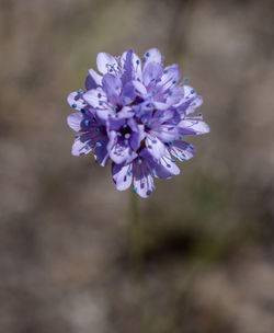 Blue Gilia