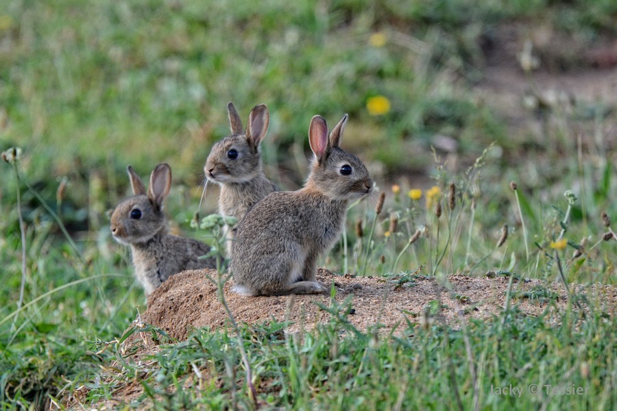 Lapin De Garenne A Vendre