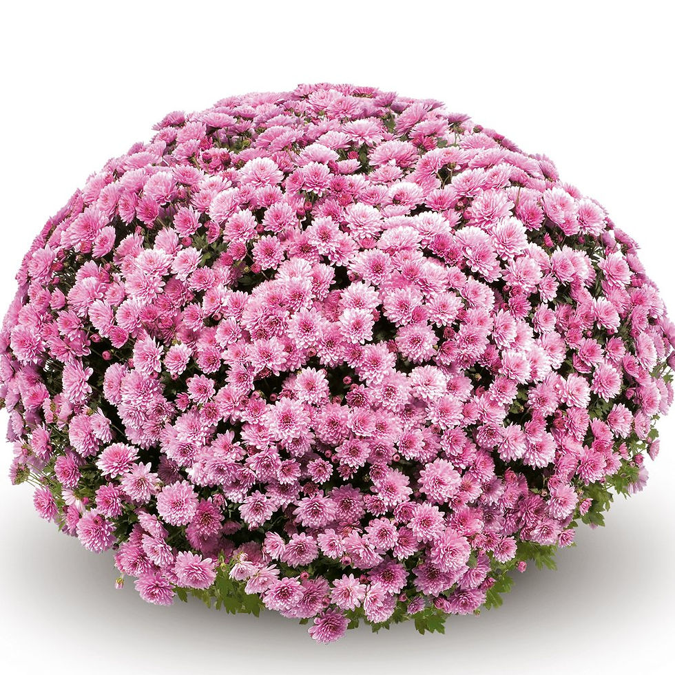Thumbnail: 4- Pink Mum