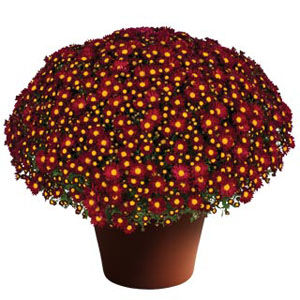 7- Red yellow Mum