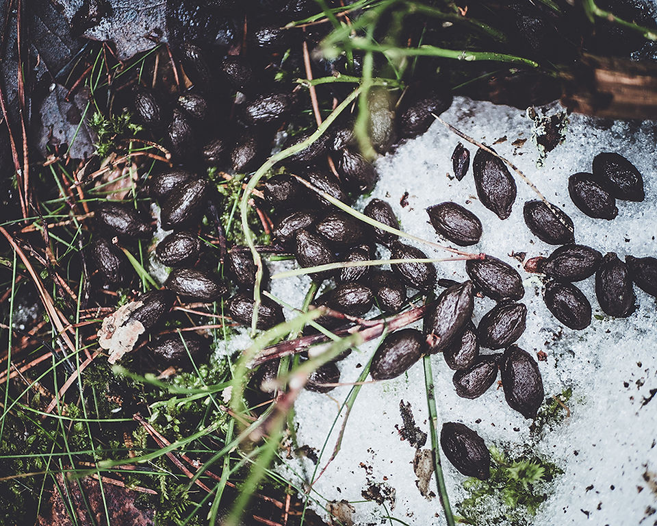 Deer droppings