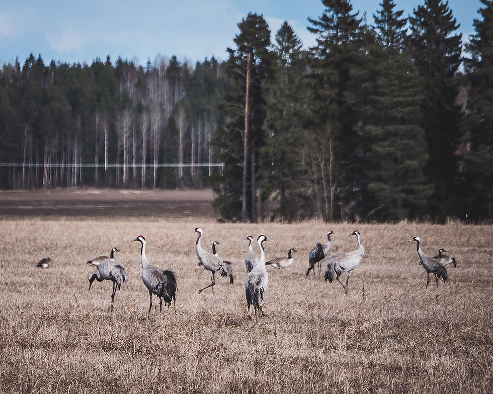 Cranes in a field in Sweden