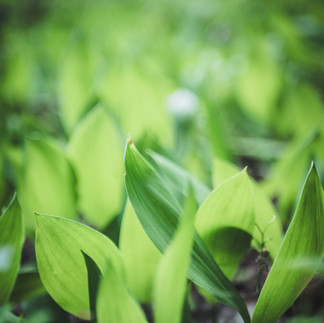 Lily of the valley