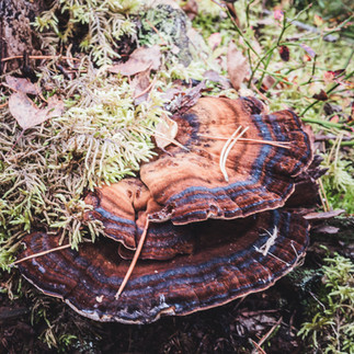 Mushrooms in the Swedish forest