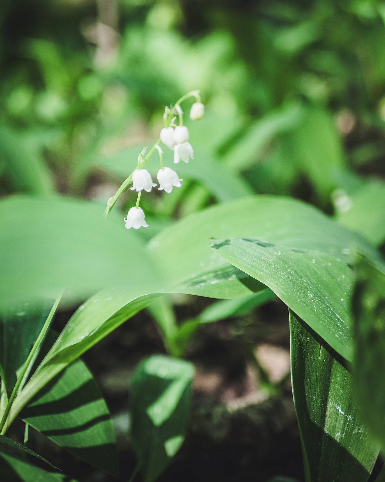 Lily of the valley flowers