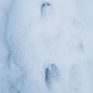 Deer tracks in snow