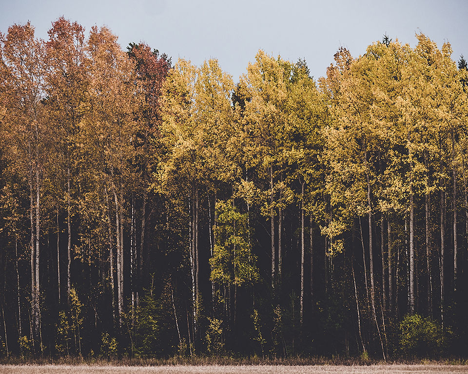 Autumn in Sweden