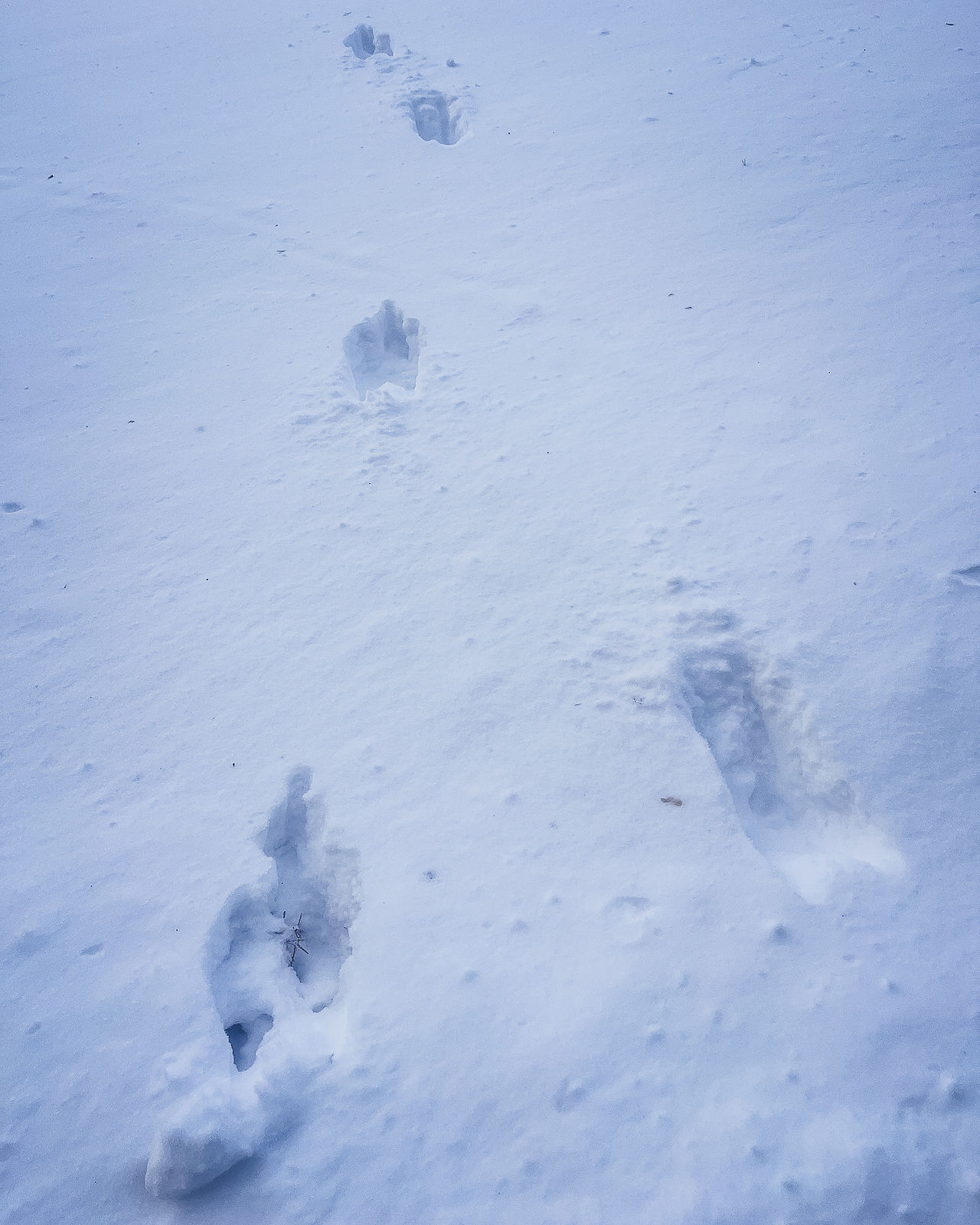 Moose tracks in the snow