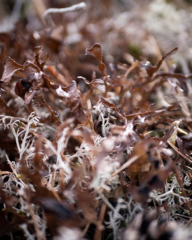 Moss in Sweden