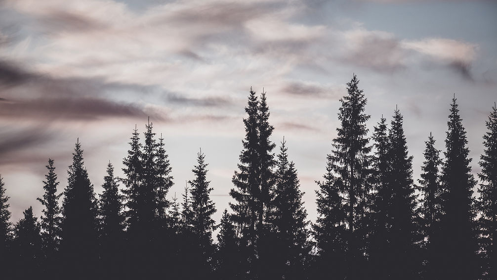 Sky and tree silhouettes Sweden