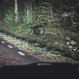 Wild boar on the road side