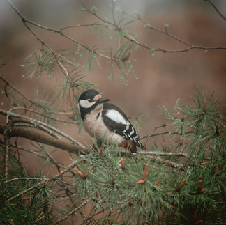 great spotted woodpecker