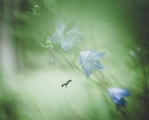 MOSQUITOES IN SWEDEN