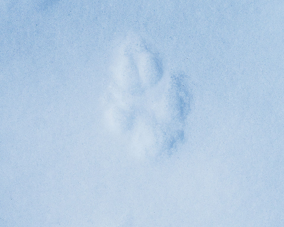 Fox tracks in snow