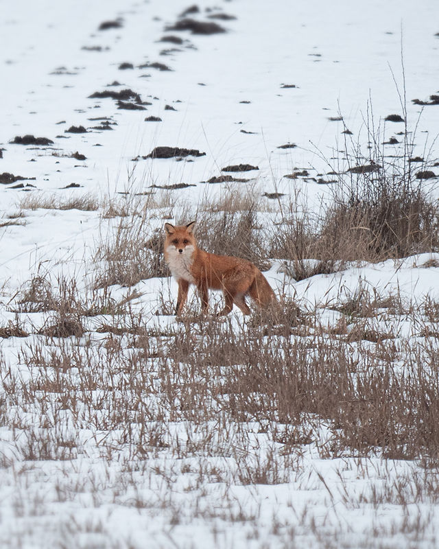 Fox in the snow