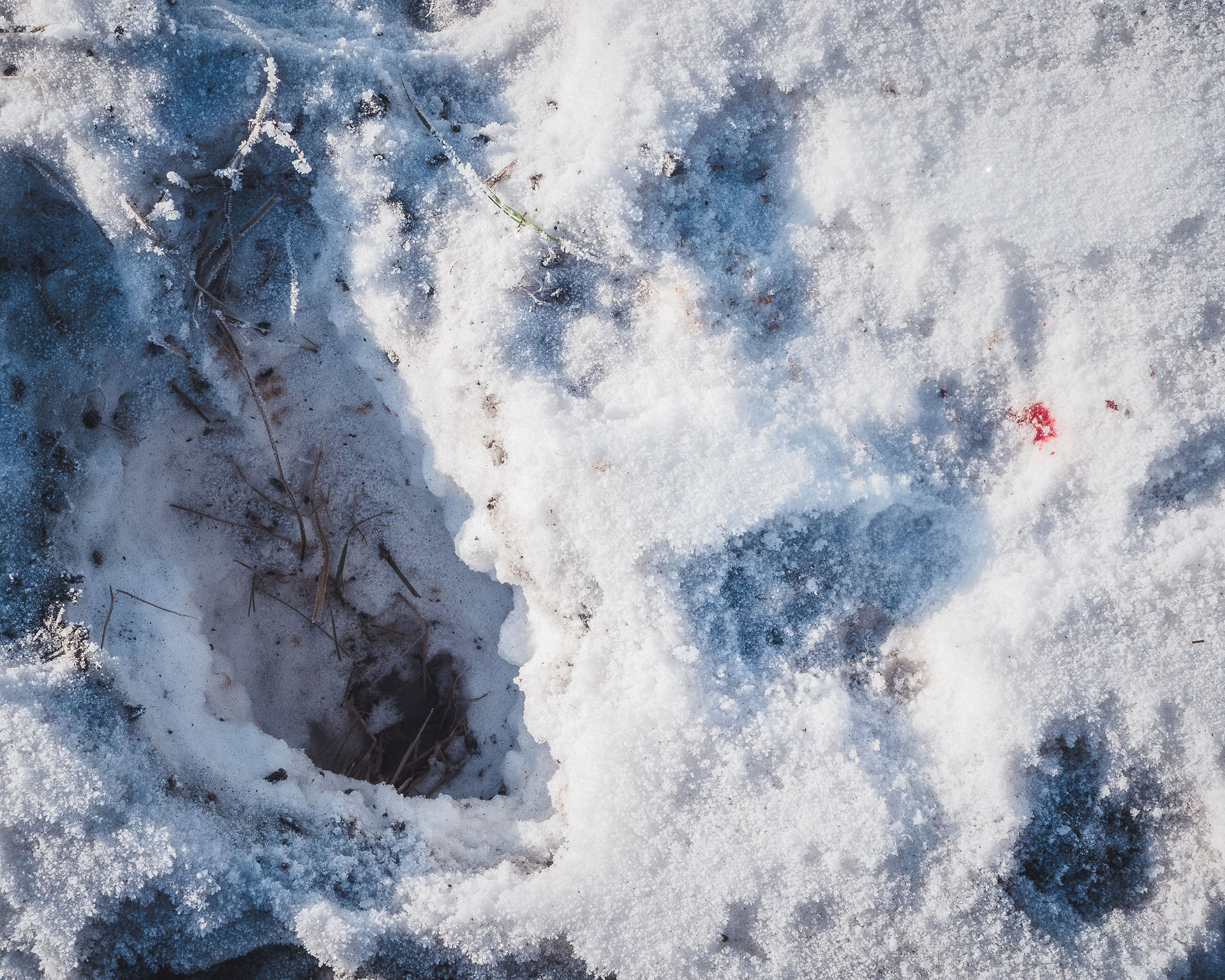 Fox tracks I snow