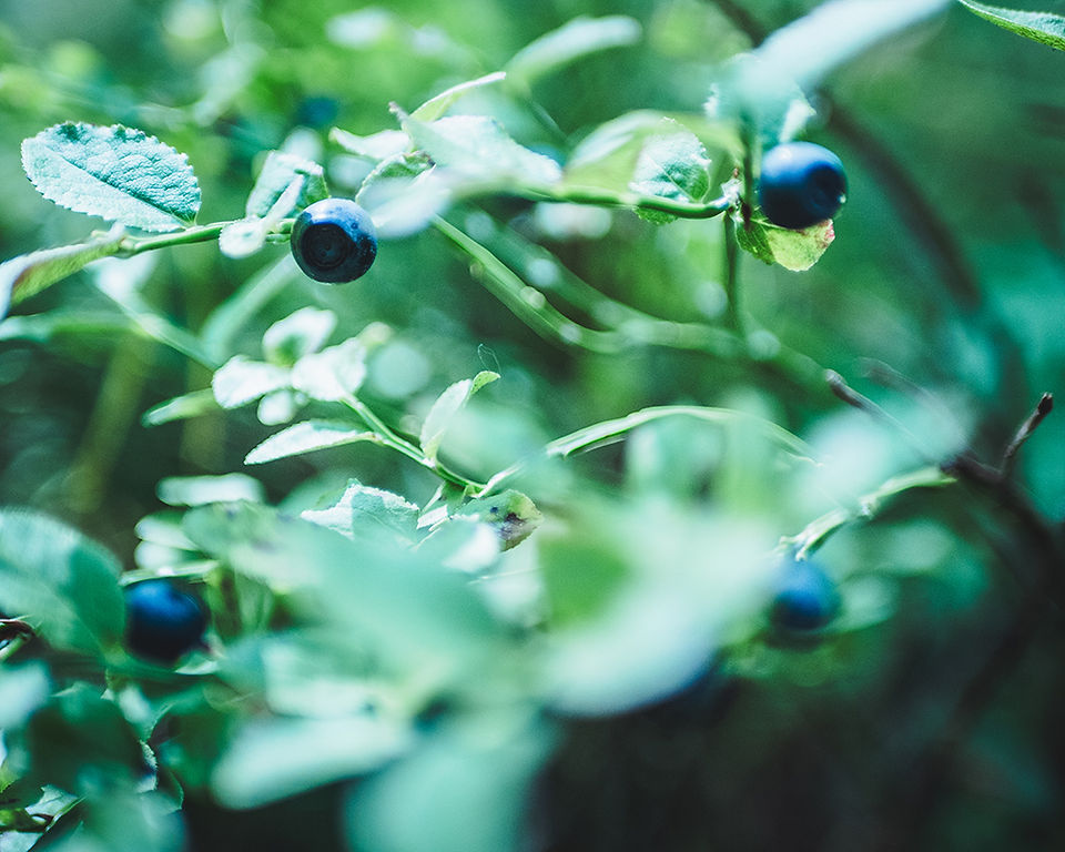 Blueberries