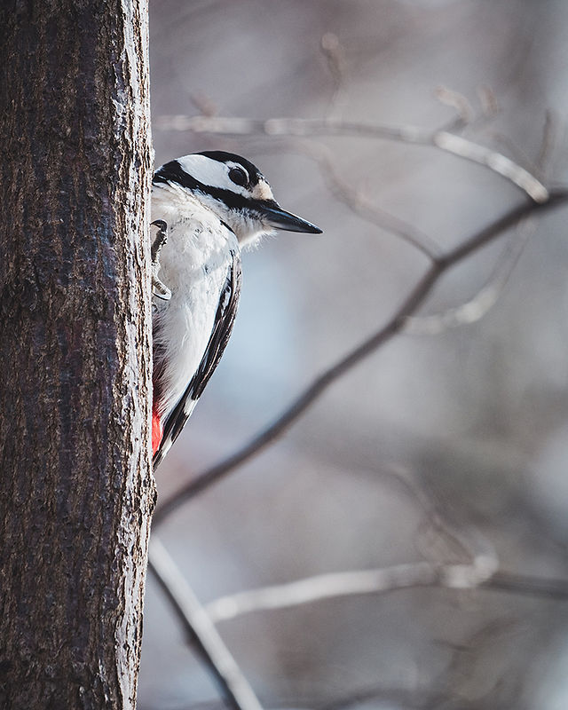 Woodpecker