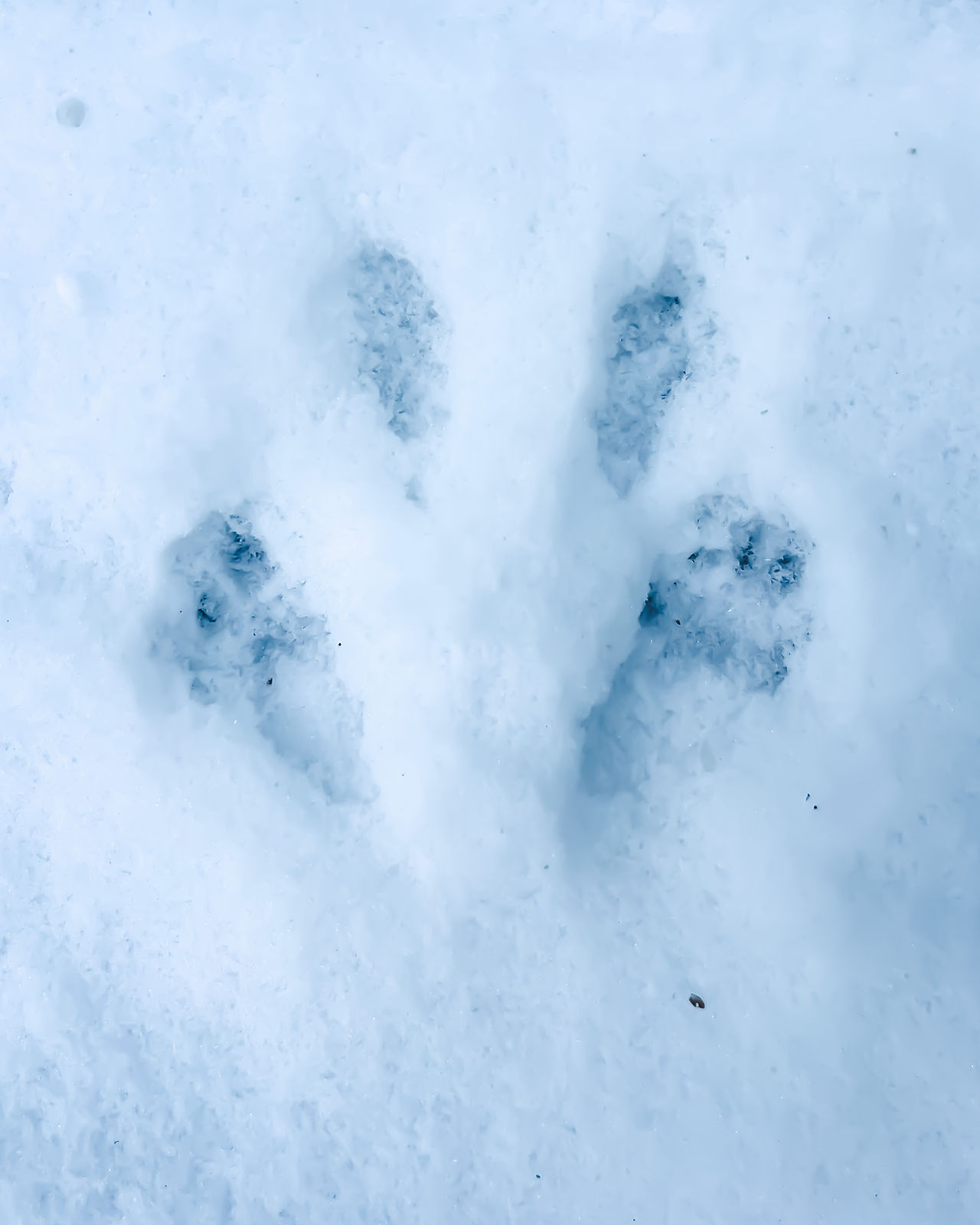 squirrel tracks in snow