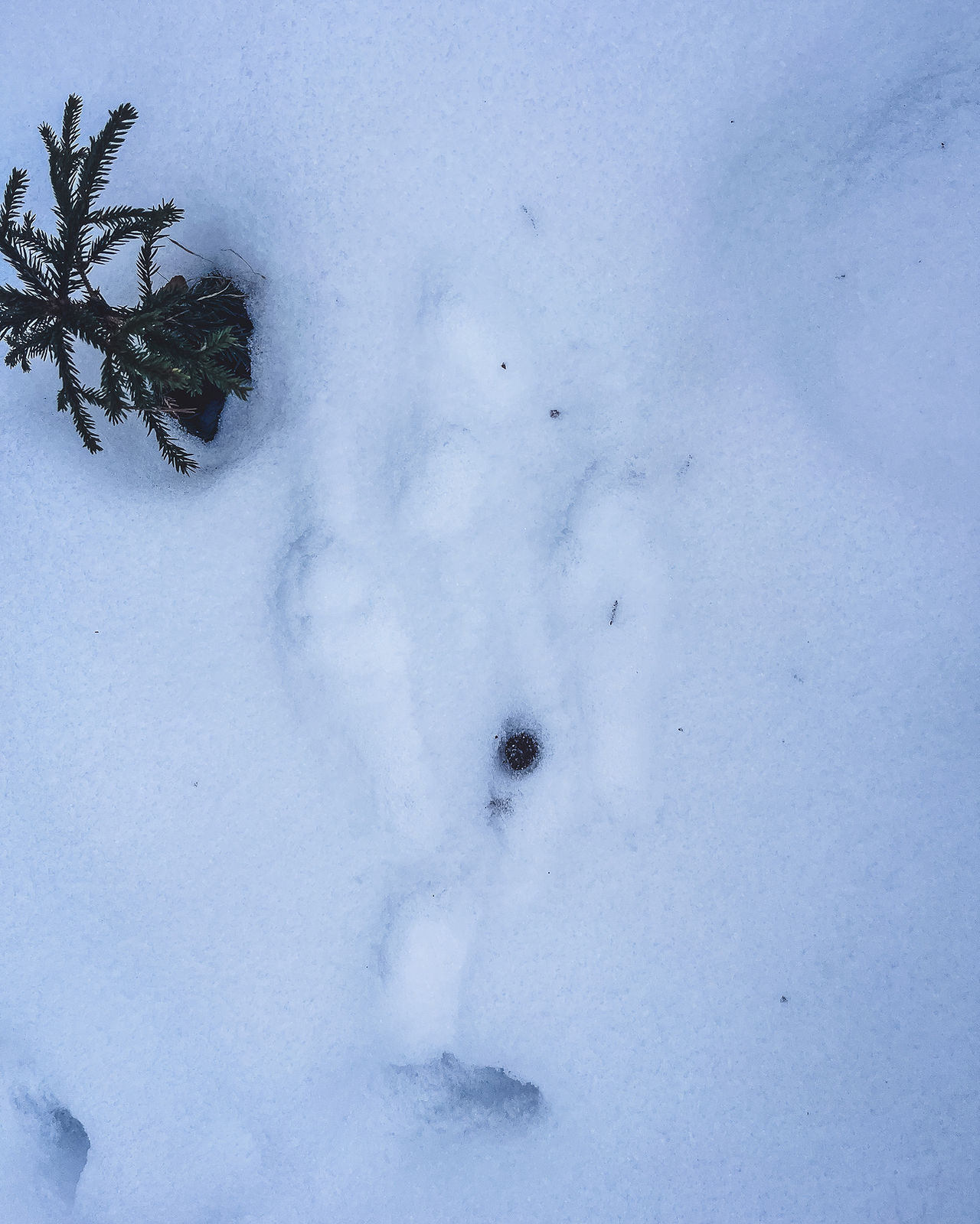 hare tracks in snow