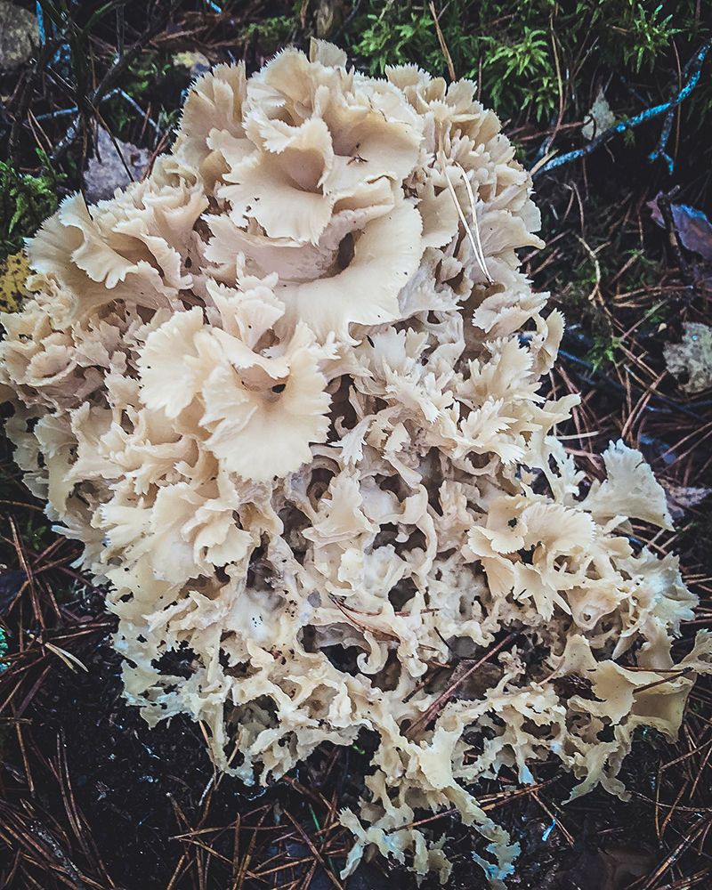 Cauliflower mushroom