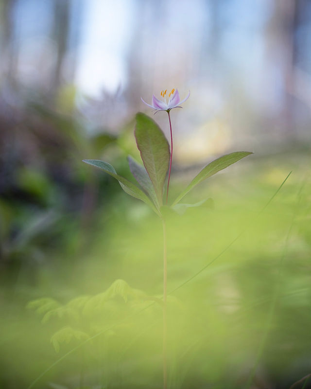 Spring flowers in Sweden