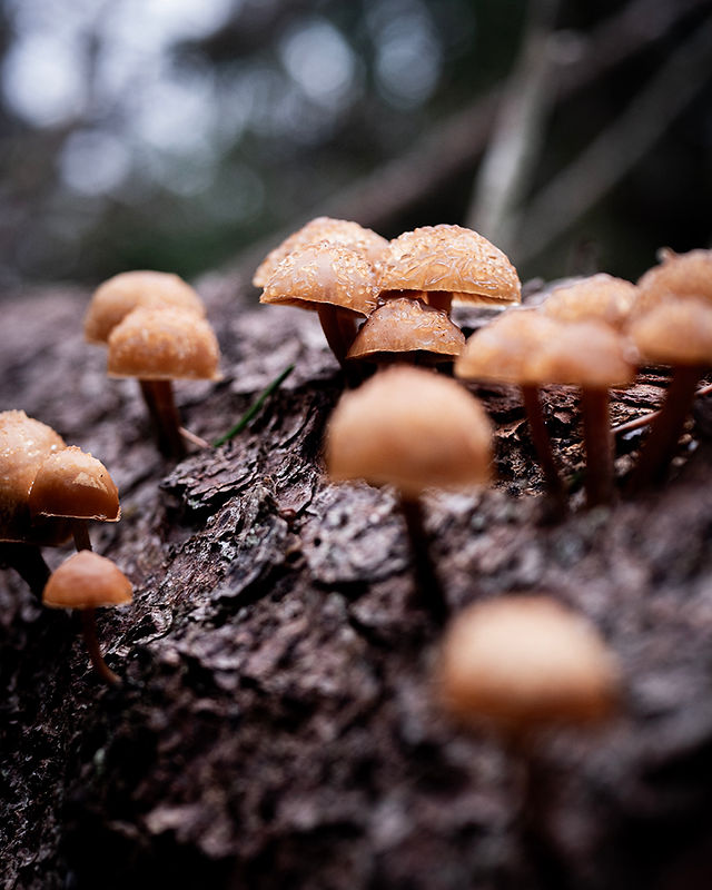 Mushrooms in the Swedish forest