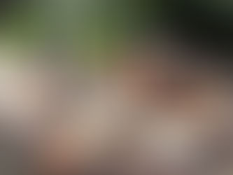 INHABILITAN EN LA MALINCHE HORNO CLANDESTINO PARA LA PRODUCCIÓN DE CARBÓN; NO HUBO DETENIDOS