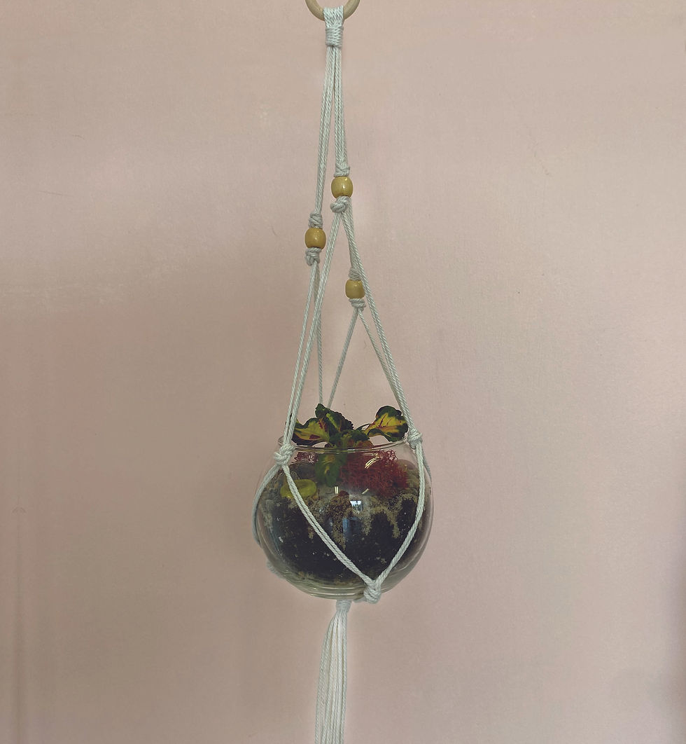 Morning Macrame - Plant Hanger
