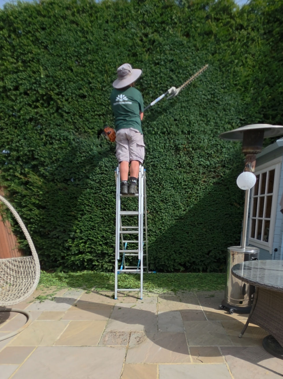 Professional hedge maintenance at a garden in Surrey