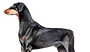 Doberman Dog Illustration