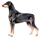 Doberman Illustration 