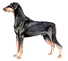 Doberman Illustration