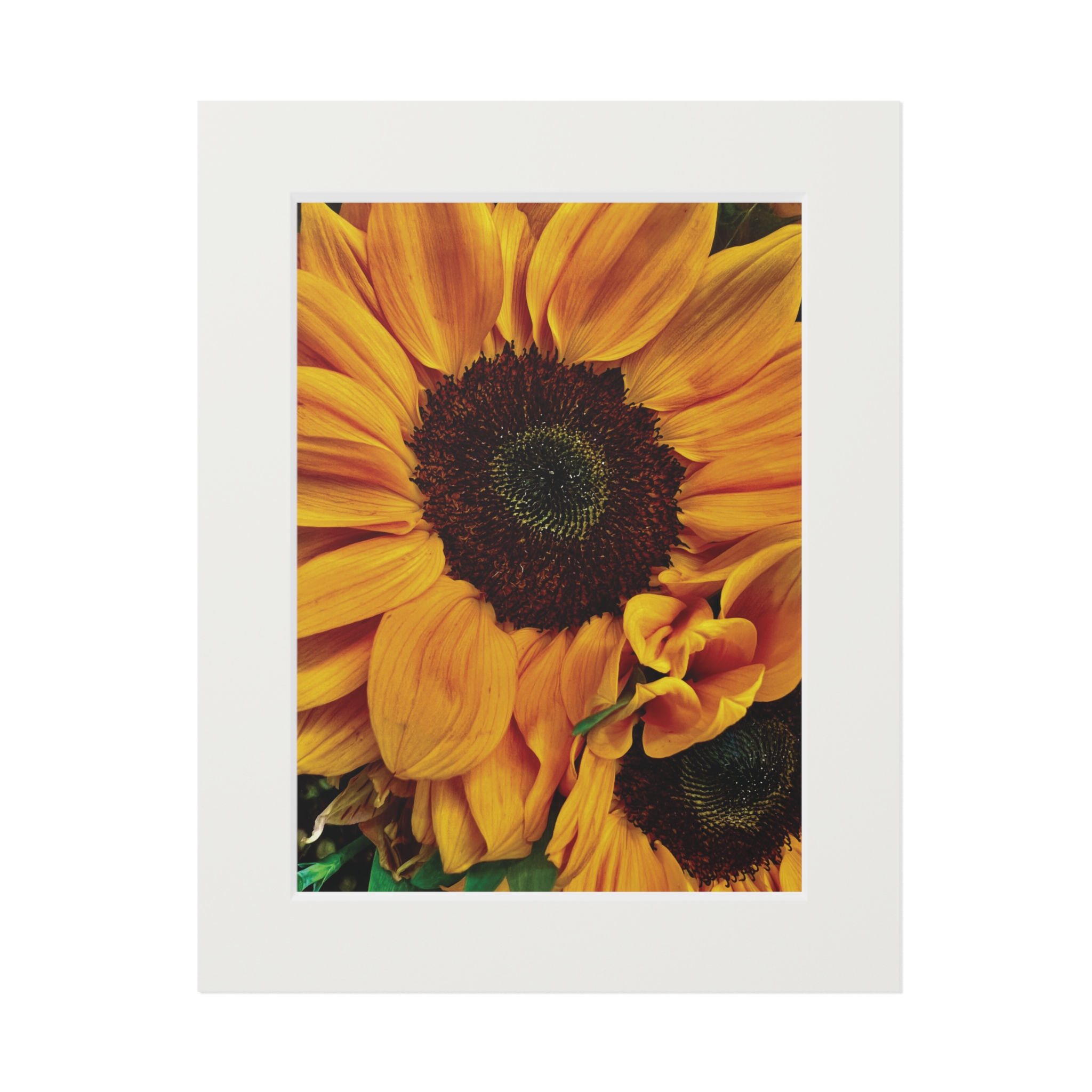 Sunflower Fine Art Print