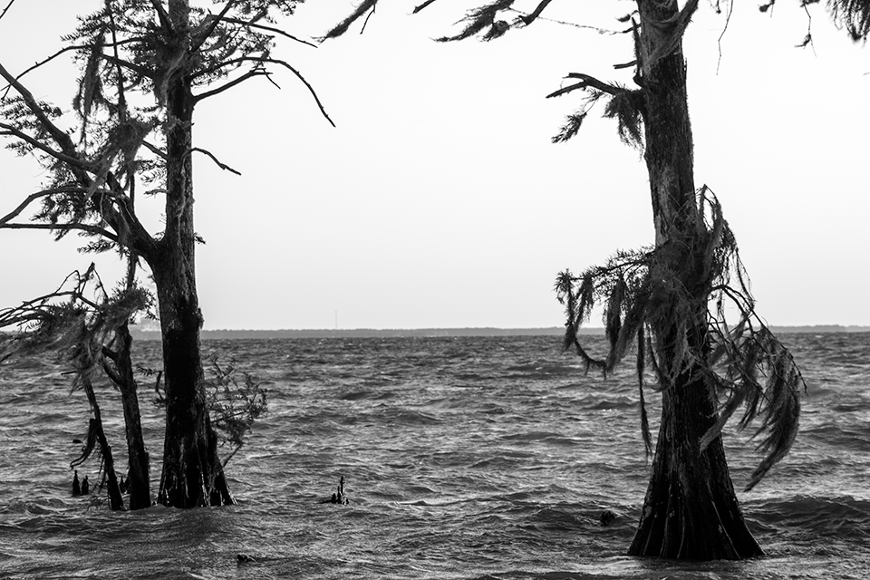 BraceyD_BW2trees