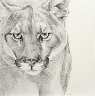 TS22-02 Austerity - Mountain Lion No.1 12x21 pencil 1400 F WEB SOLD.jpg