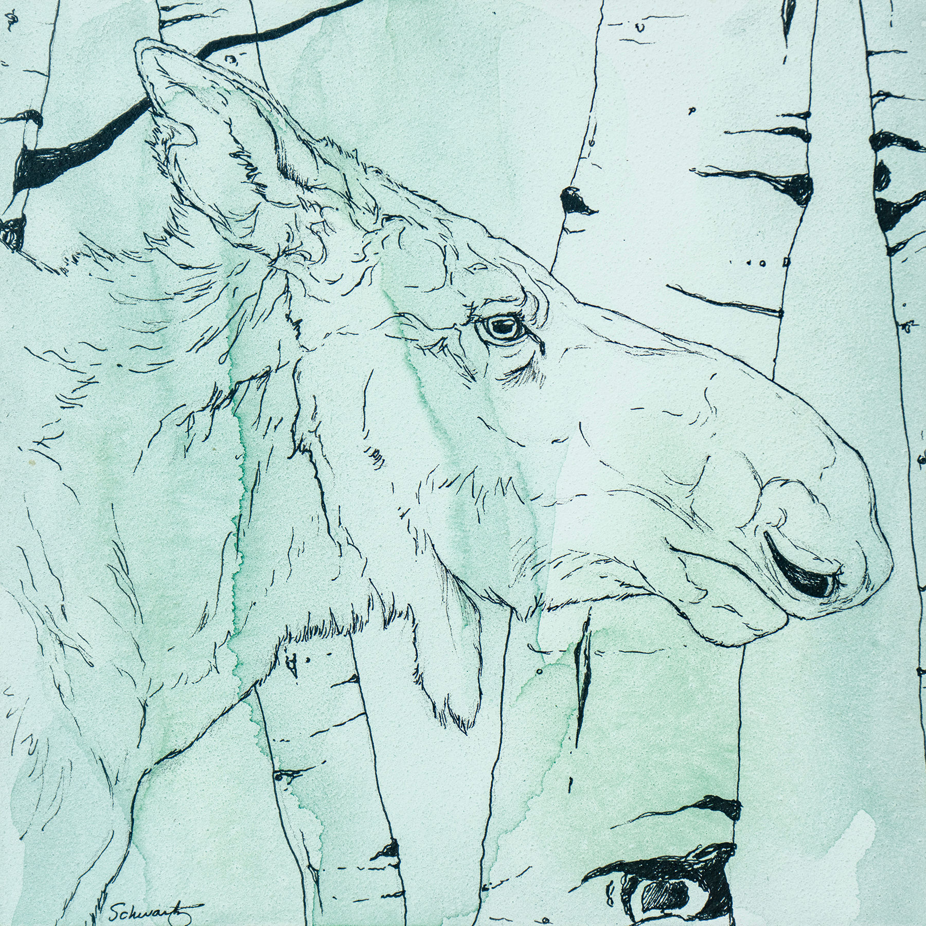 Cow Moose Study