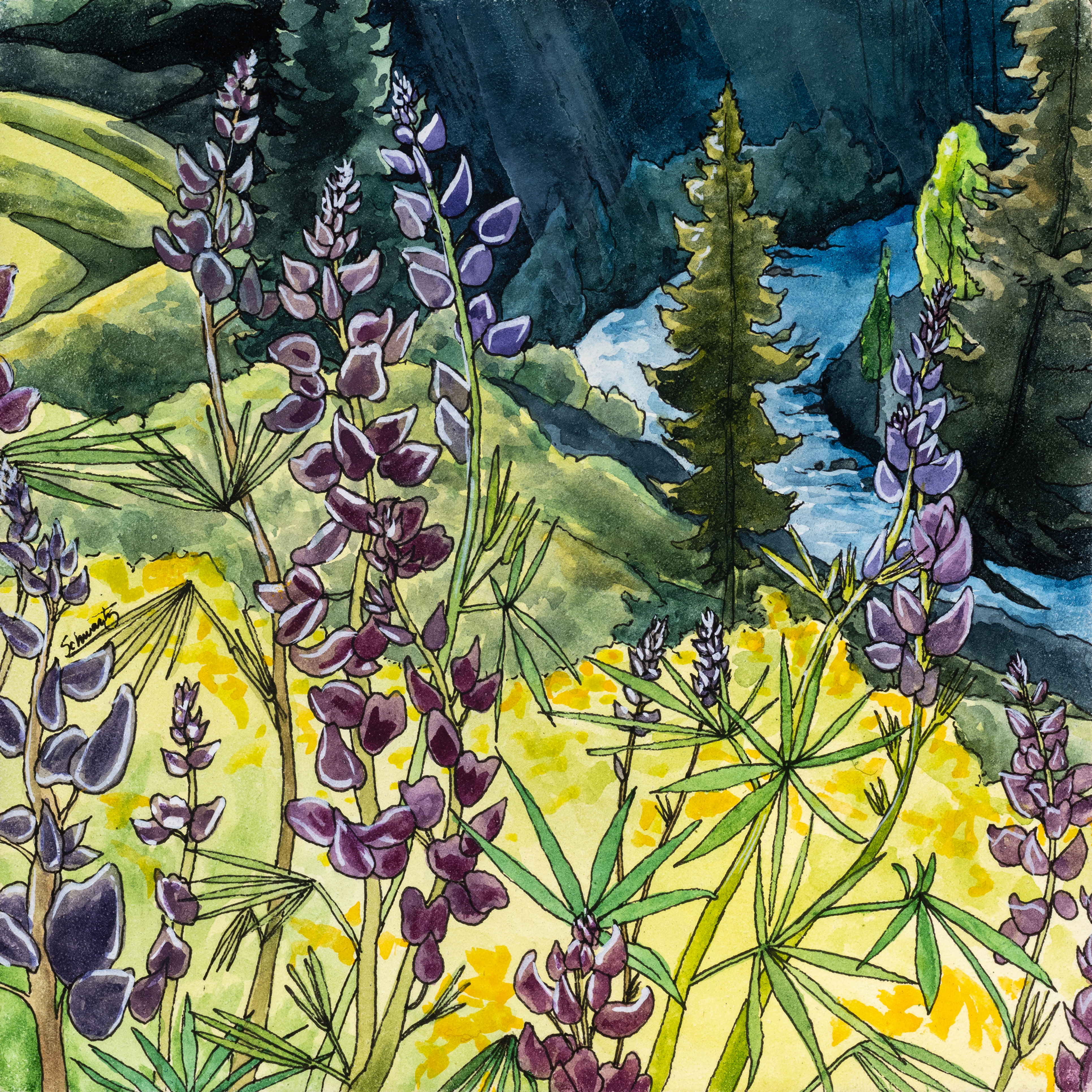 Lupine Above Ruby Anthracite