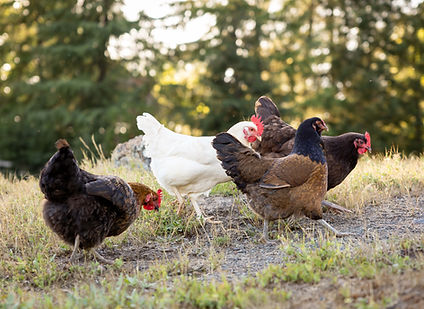 Chickens Second Location 9 copy.jpg