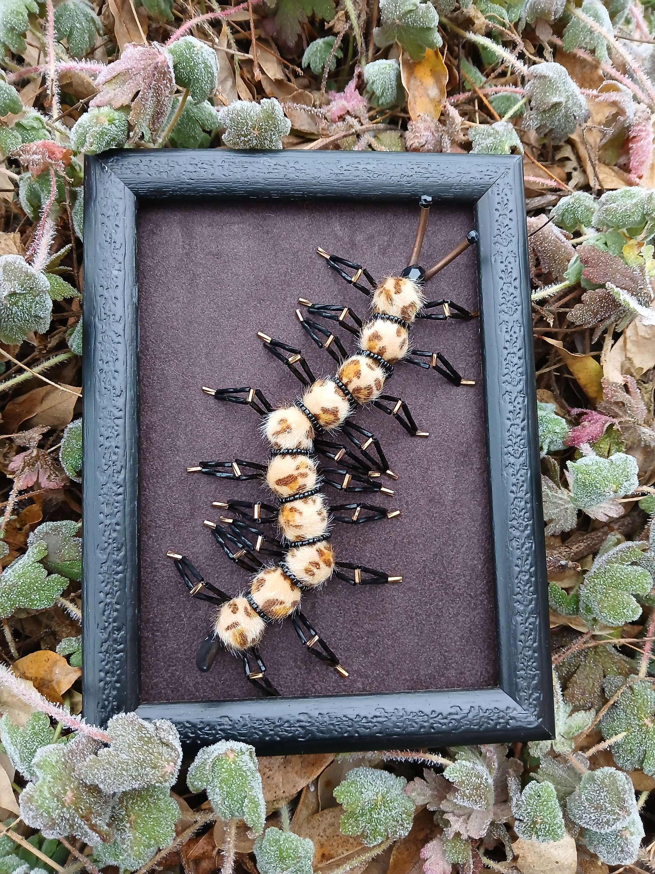 Scolopendre léopard