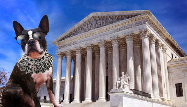 dog and temple