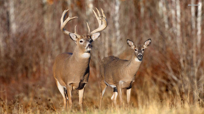 Best Time to Deer Hunt