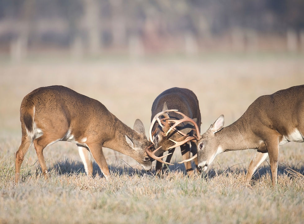 Whitetail Hunting During the Rut