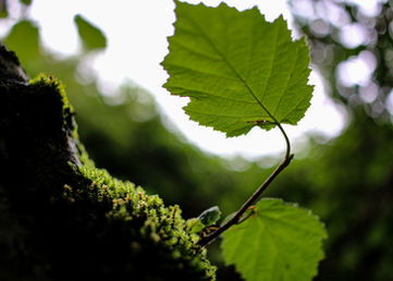Natural Connection