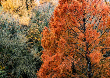 Dreams of Autumn