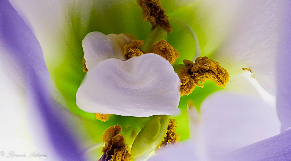 COMO HACER UNA MACRO paso a paso