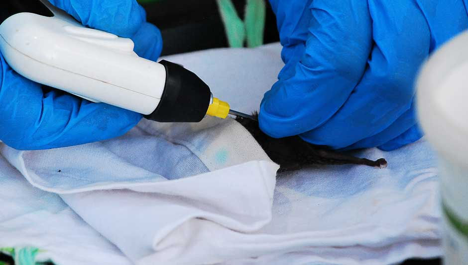 Injecting an RFID tag into a Natal Long-fingered Bat.