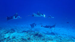 Group of Mantas