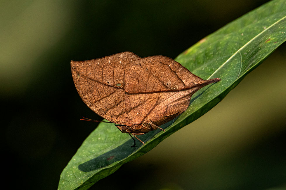 Naim Rashid_01953695971 (5)